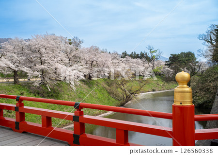 Spring in Tsuruga Castle (Aizu-Wakamatsu Castle) Cherry blossoms and moat seen from the Corridor Bridge, Aizu-Wakamatsu City, Fukushima Prefecture Spring in Tsuruga Castle (Aizu-Wakamatsu Castle) Cherry blossoms and moat seen from the Corridor Bridge, Aizu-Wakamatsu City, Fukushima Prefecture 126560338