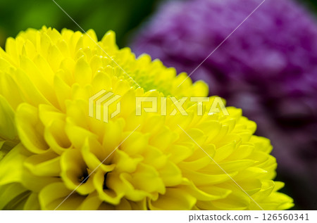Vibrant yellow chrysanthemum in full bloom against natural green background 126560341