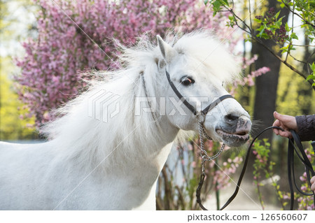 portrtait of funny  cute white pony with chic mane posing against blossoming almond bush. at evening 126560607