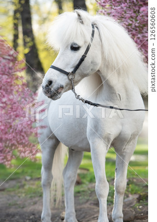 portrtait of funny  cute white pony with chic mane posing against blossoming almond bush. at evening 126560608