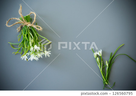 Bunch of spring snowdrops on a gray background 126560795