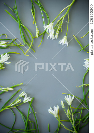 Frame of white flowers on a gray background Frame of white flowers on a gray background 126560800