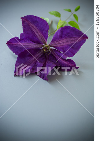 Aesthetic composition with clematis on neutral grey background 126560804