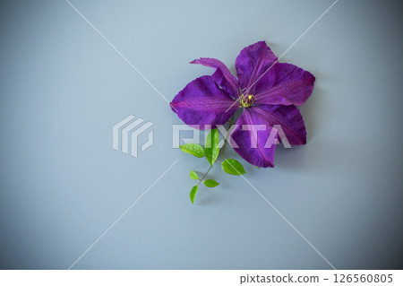 Aesthetic composition with clematis on neutral grey background Aesthetic composition with clematis on neutral grey background 126560805