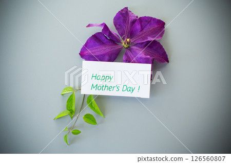 Single purple clematis flower from above with grey background 126560807