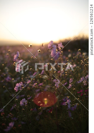 Cosmos illuminated by the sunset 126561214