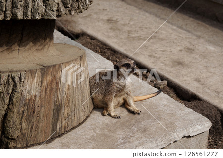 A relaxed meerkat sits near a tree trunk on a concrete surface in a zoo enclosure. A restless desert predator. 126561277