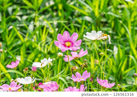 Pink cosmos in the field Pink cosmos in the field 126561316