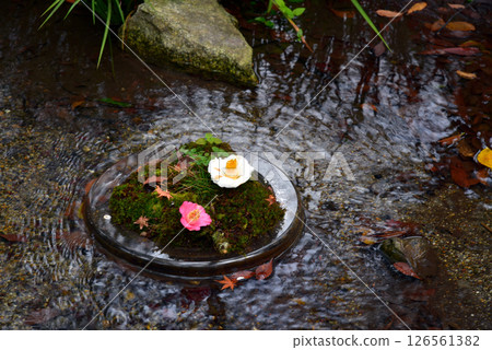 溪流上漂浮的山茶花 126561382