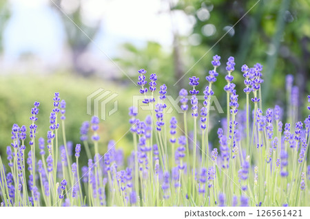 英國薰衣草 薰衣草花田 花田圖像 126561421
