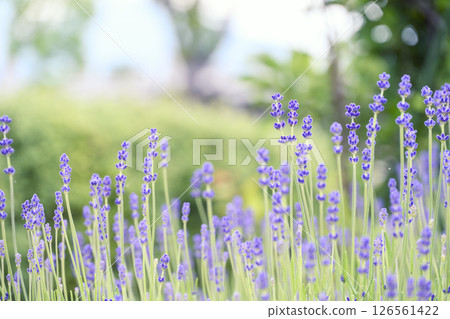 English lavender Lavender field Flower field Image 126561422