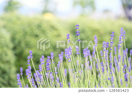 英國薰衣草 薰衣草花田 花田圖像 126561423