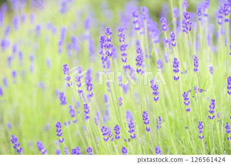 English lavender Lavender field Flower field Image 126561424