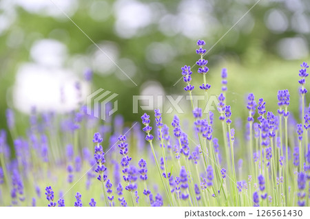 英國薰衣草 薰衣草花田 花田圖像 126561430