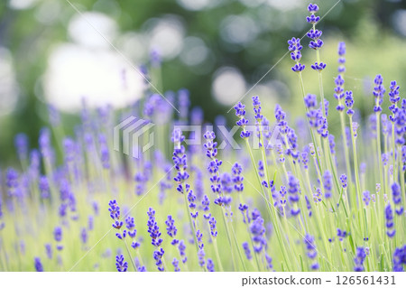English lavender Lavender field Flower field Image 126561431