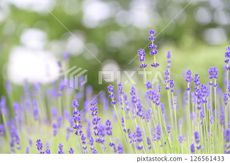 英國薰衣草 薰衣草花田 花田圖像 英國薰衣草 薰衣草花田 花田圖像 126561433