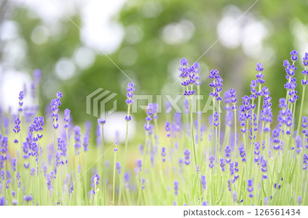 英國薰衣草 薰衣草花田 花田圖像 126561434