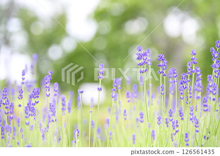英國薰衣草 薰衣草花田 花田圖像 126561435