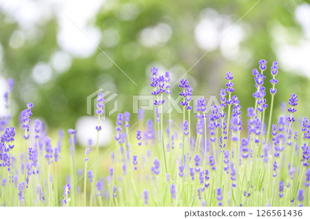 English lavender Lavender field Flower field Image 126561436