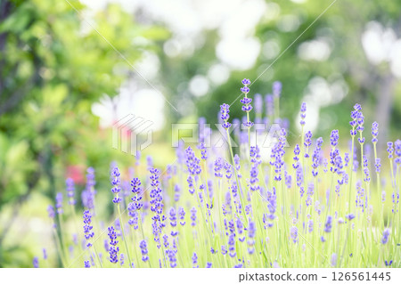 English lavender Lavender field Flower field Image 126561445