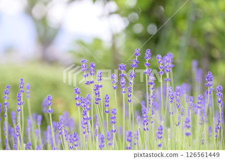 English lavender Lavender field Flower field Image English lavender Lavender field Flower field Image 126561449
