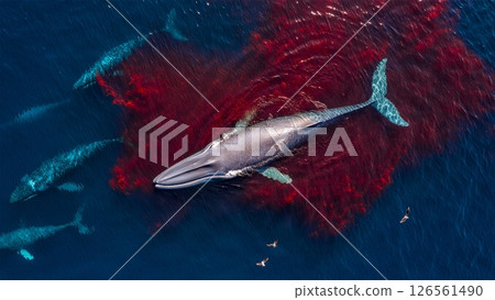 Blue Whale Feeding: Lunge Through Krill Swarm Blue Whale Feeding: Lunge Through Krill Swarm 126561490