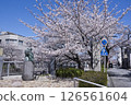 Cherry blossoms along the Oegawa Greenway 126561604