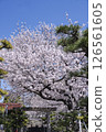 Cherry blossoms along the approach to Oishi Shrine 126561605
