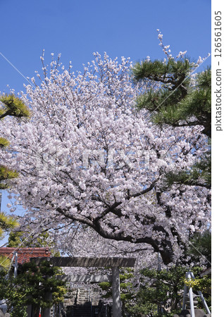 Cherry blossoms along the approach to Oishi Shrine 126561605