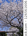 Cherry blossoms along the approach to Oishi Shrine 126561606