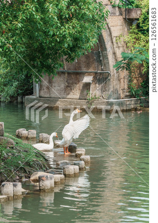 白鵝戲水古橋邊 126561683