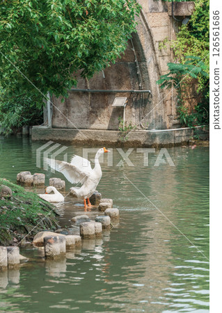 白鵝戲水古橋邊 白鵝戲水古橋邊 126561686