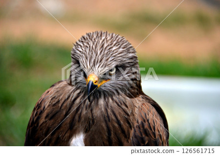 Close-up of a brown eagle, a bird of prey. Sharp eyes. Close-up of a brown eagle, a bird of prey. Sharp eyes. 126561715