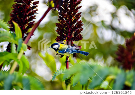 Beautiful birds in freedom in the forest 126561845