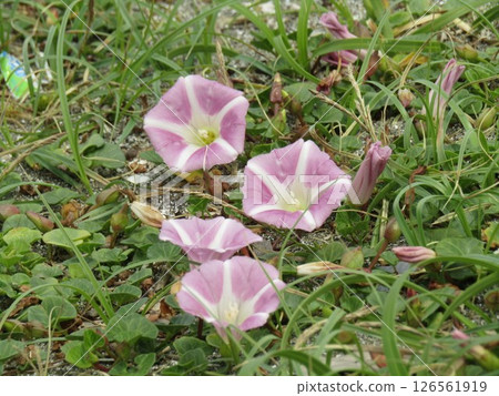 Pink flowers of the coastal plant, seaside bindweed, blooming in early summer on the shores of Kemigawahama 126561919