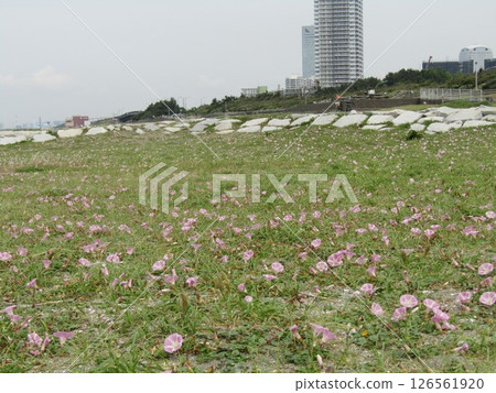 Beautifully blooming beach morning glory flowers at Kemigawa Beach Beautifully blooming beach morning glory flowers at Kemigawa Beach 126561920