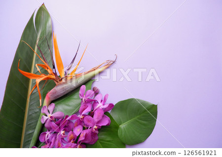 Tropical flower background material Tropical flower background material 126561921