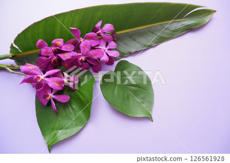 熱帶花卉背景材料 126561928