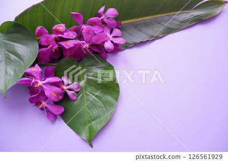 Tropical flower background material Tropical flower background material 126561929