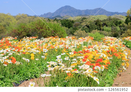 Poppy field in full bloom 126561952