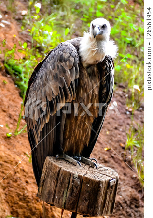 Image of a captive vulture at a recovery center Image of a captive vulture at a recovery center 126561954