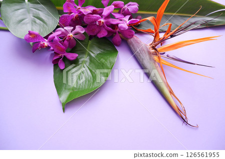 熱帶花卉背景材料 126561955