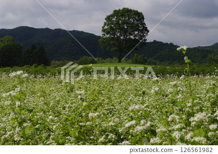 盛開著白花和木曾馬的蕎麥田 126561982