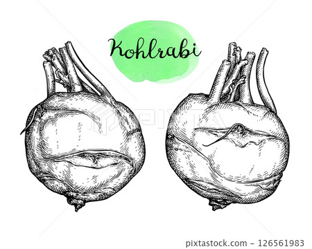 Kohlrabi ink sketch Kohlrabi ink sketch 126561983