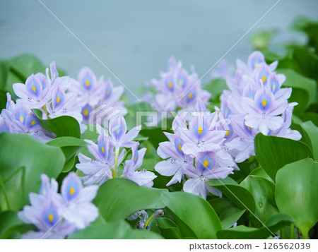 Water hyacinth flowers Water hyacinth flowers 126562039