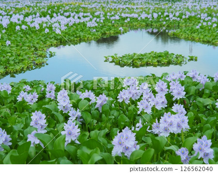 Water hyacinth flowers Water hyacinth flowers 126562040