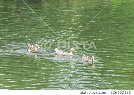 Ducks playing on the lake 126562128