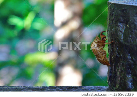 Cicadian shell Cicadian shell 126562329