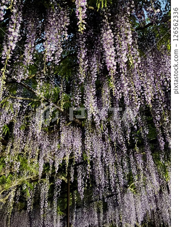 Lighted-up wisteria trellis 126562336