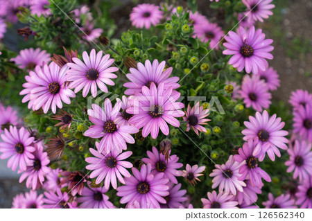 Vivid osteospermum flowers blooming in spring 126562340